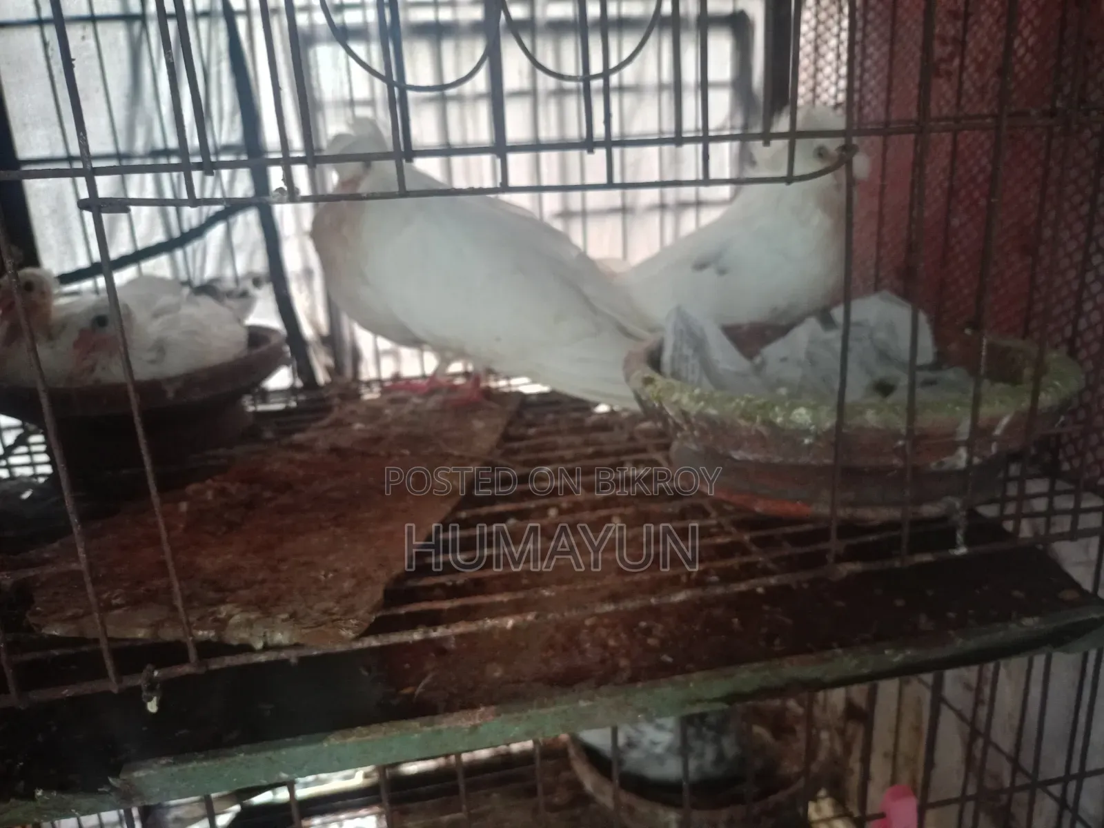 Indian Bombay Pigeon