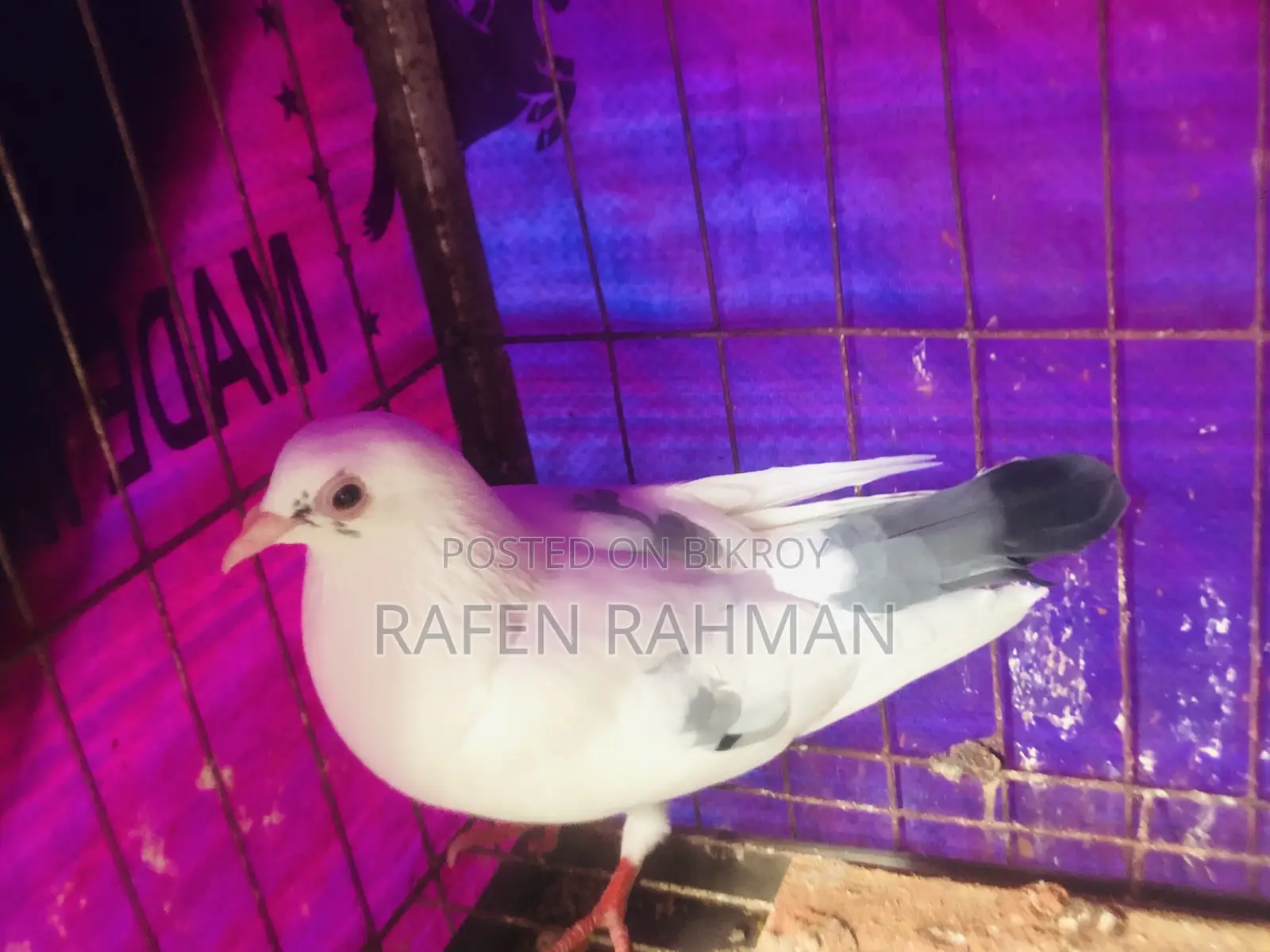 পাইট মাদি কোবুতর