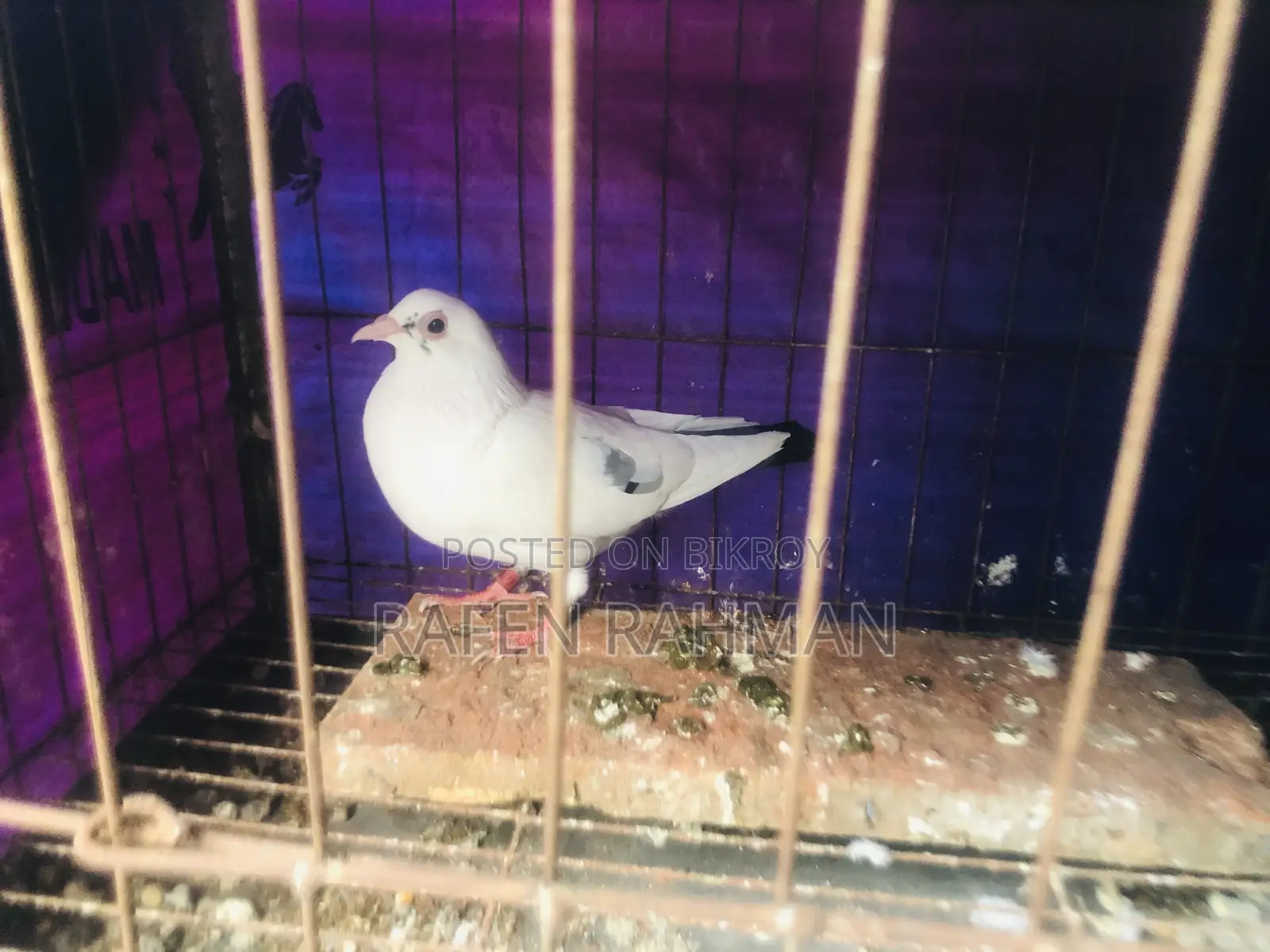 পাইট মাদি কোবুতর
