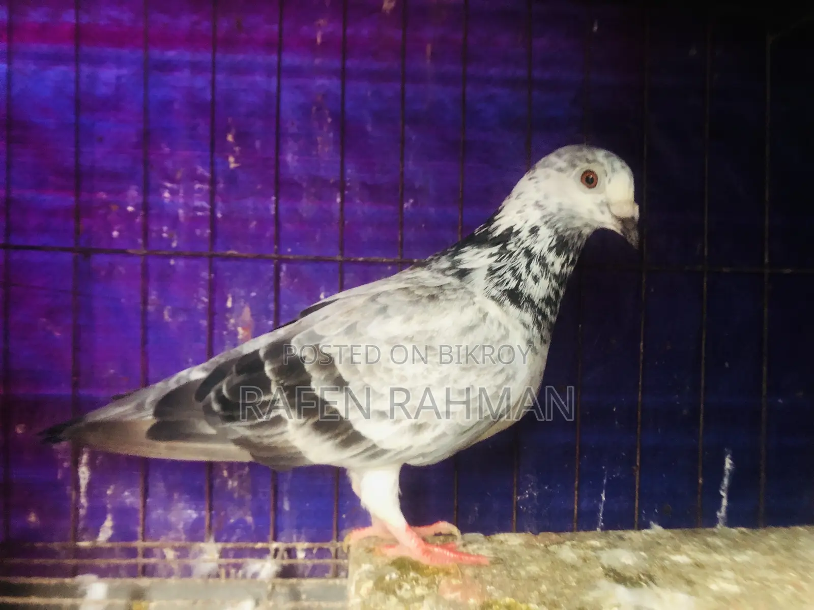 আফসান গ্রিজেল মাদি কোবুতর