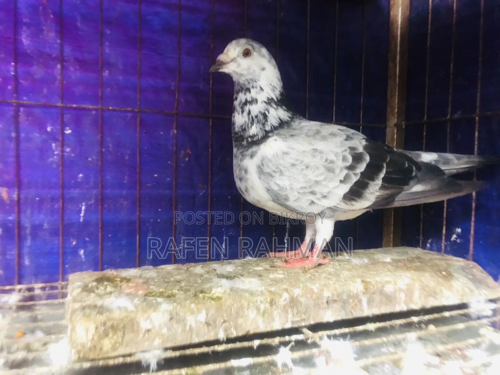 আফসান গ্রিজেল মাদি কোবুতর