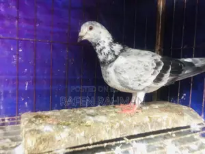 আফসান গ্রিজেল মাদি কোবুতর