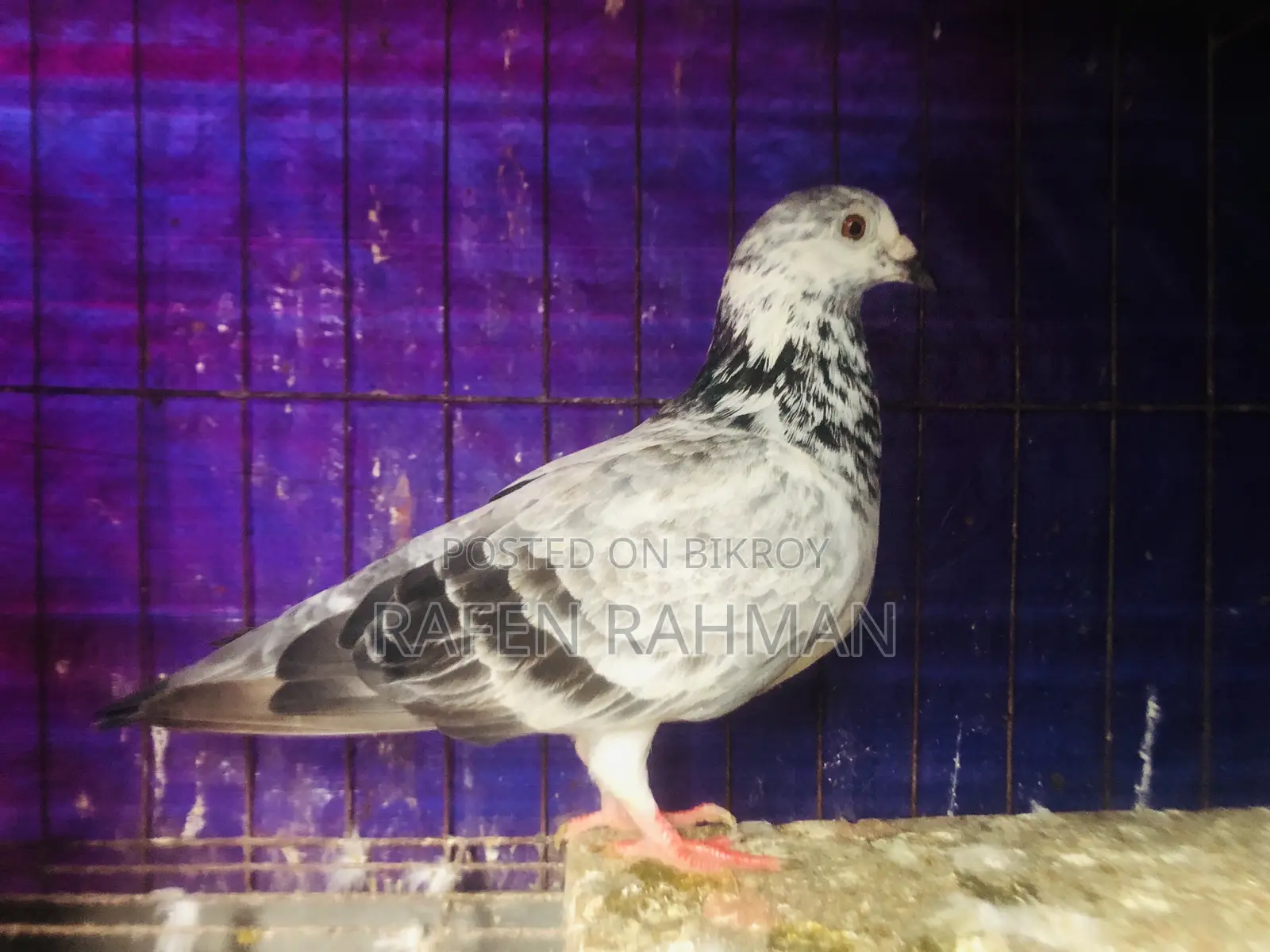 আফসান গ্রিজেল মাদি কোবুতর