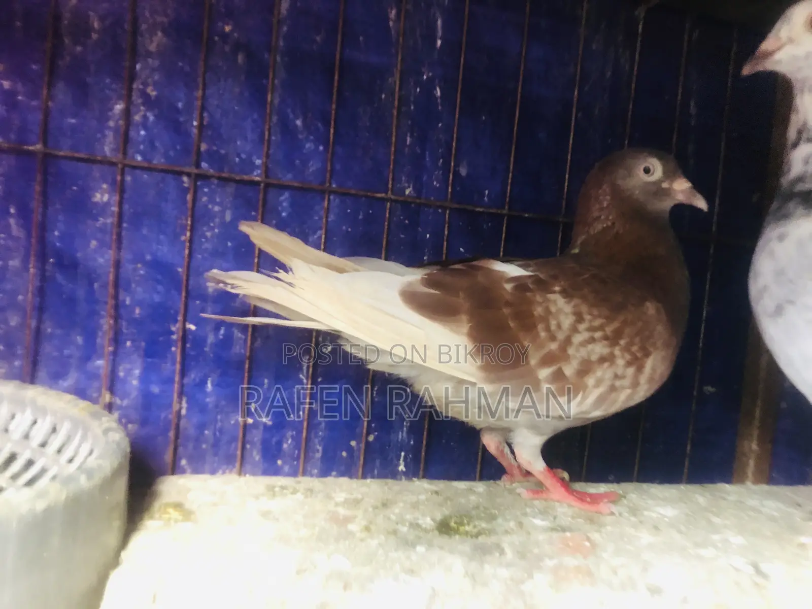 Red Checker Female Pigeon
