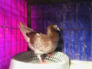 Red Checker Female Pigeon