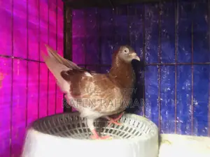 Red Checker Female Pigeon