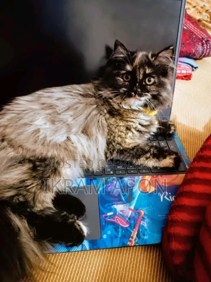 1+ year Female Purebred Persian