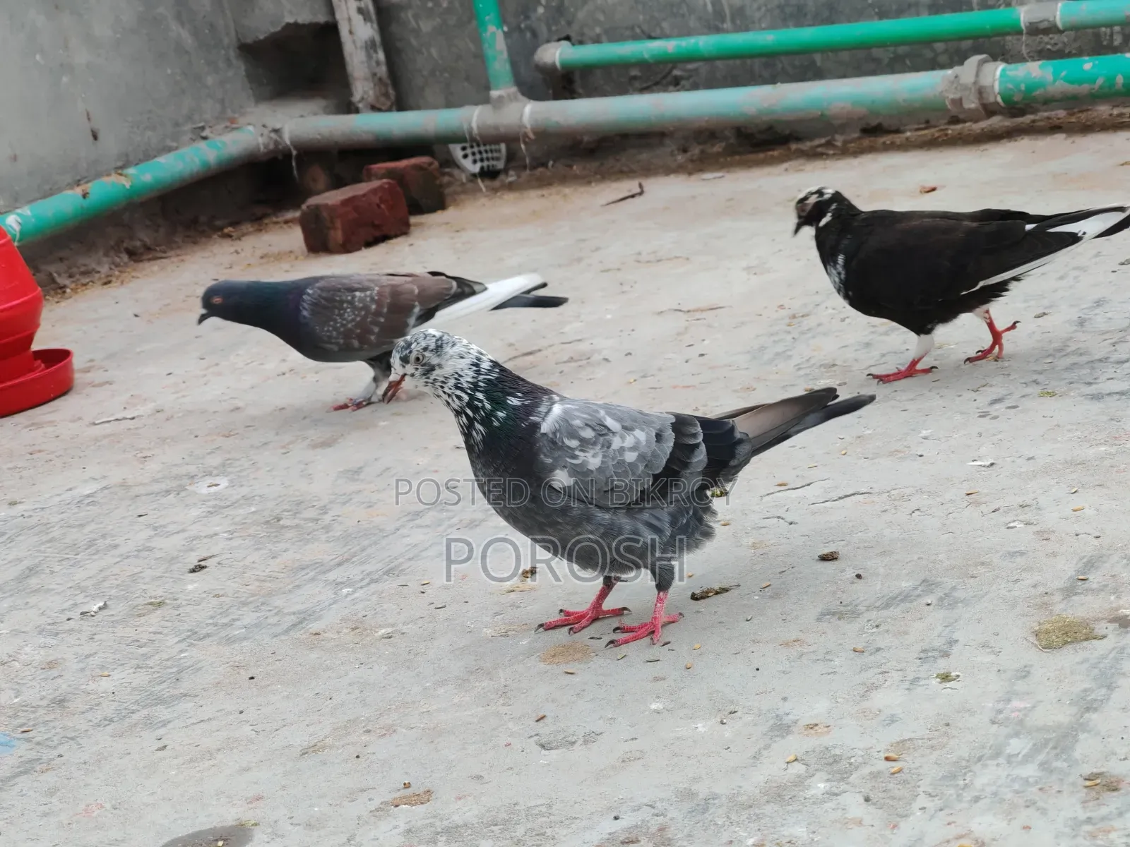 Male Pigeon
