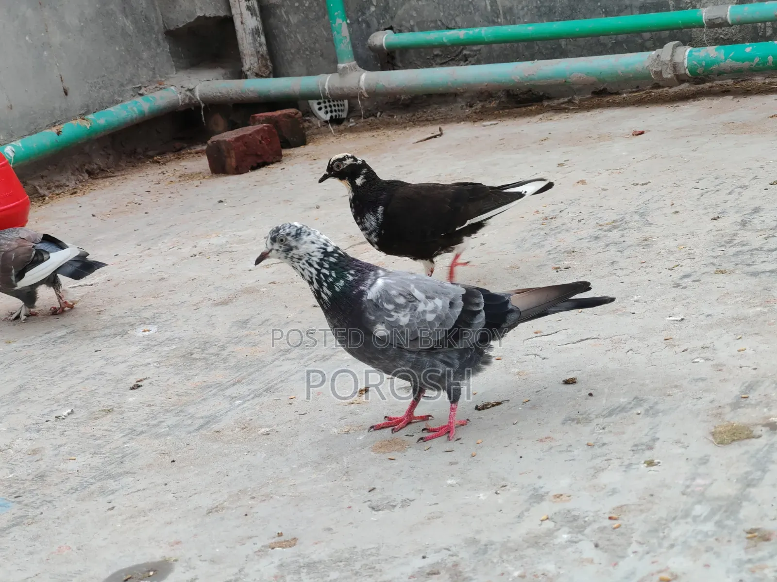 Male Pigeon