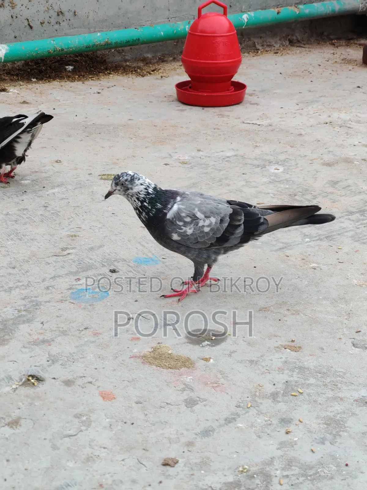 Male Pigeon