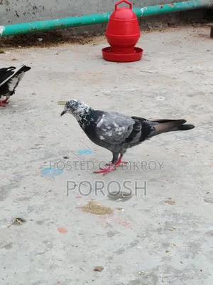Male Pigeon