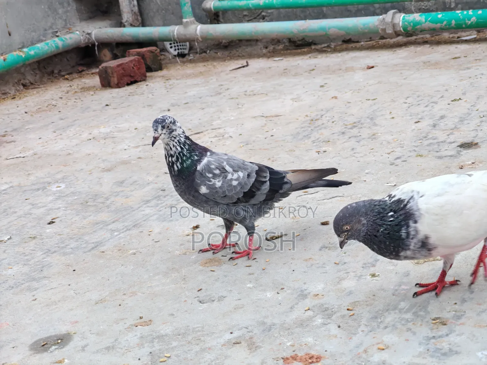 Male Pigeon
