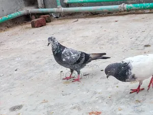 Male Pigeon