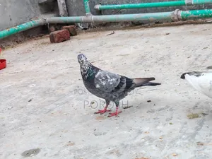 Male Pigeon