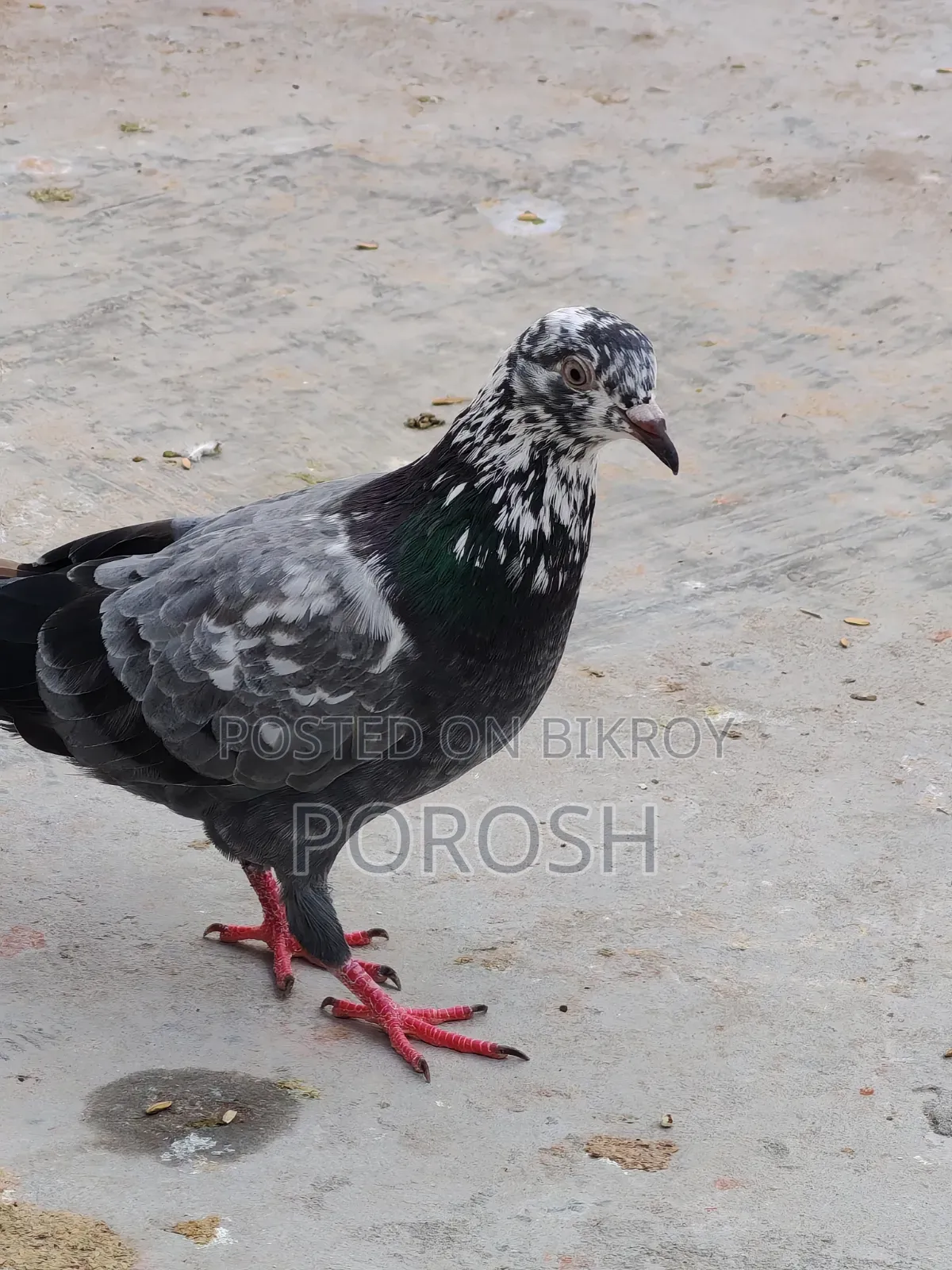 Male Pigeon
