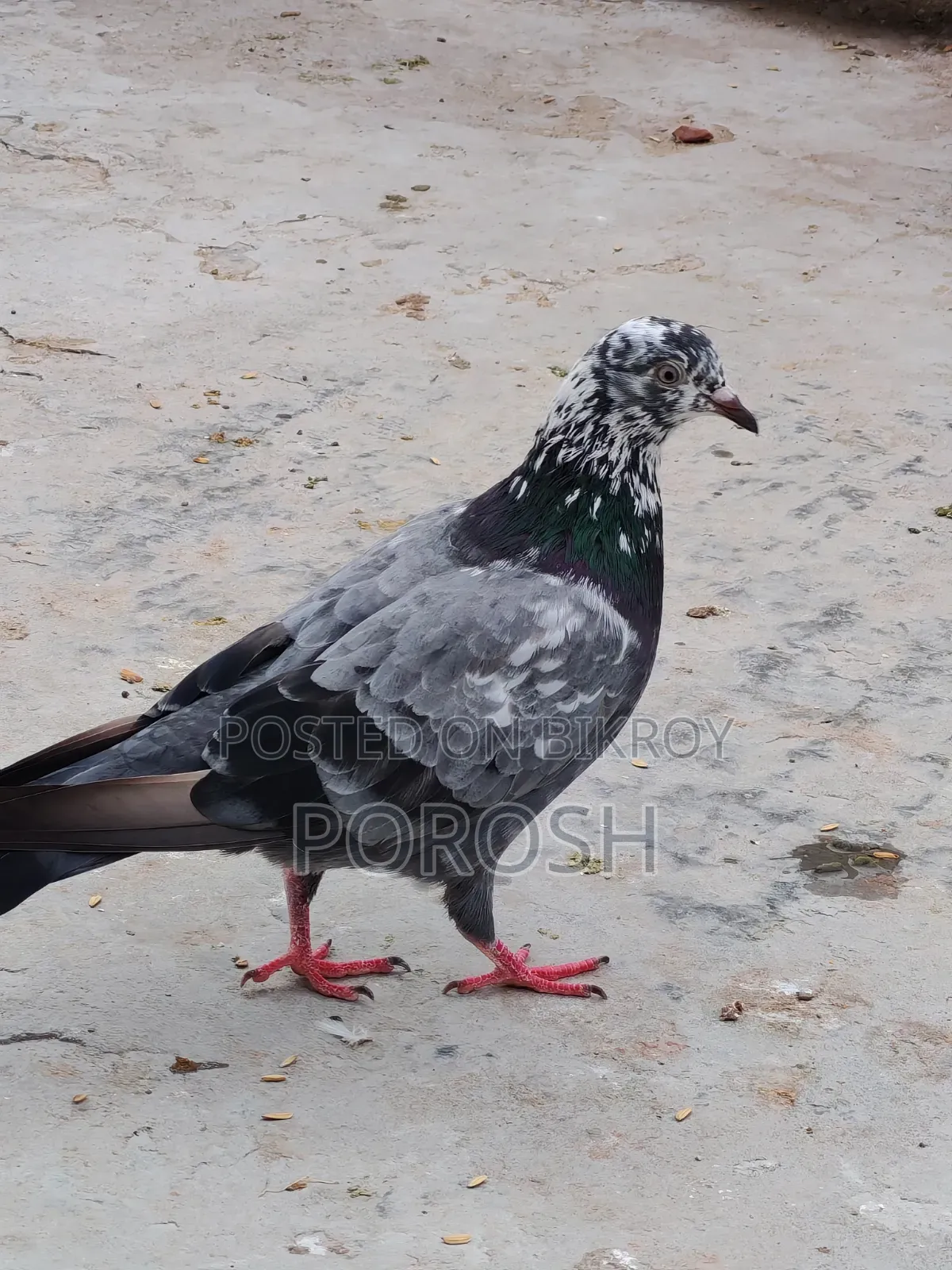 Male Pigeon