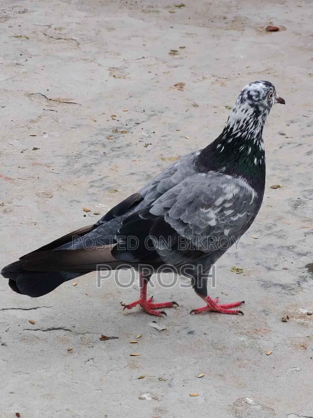 Male Pigeon