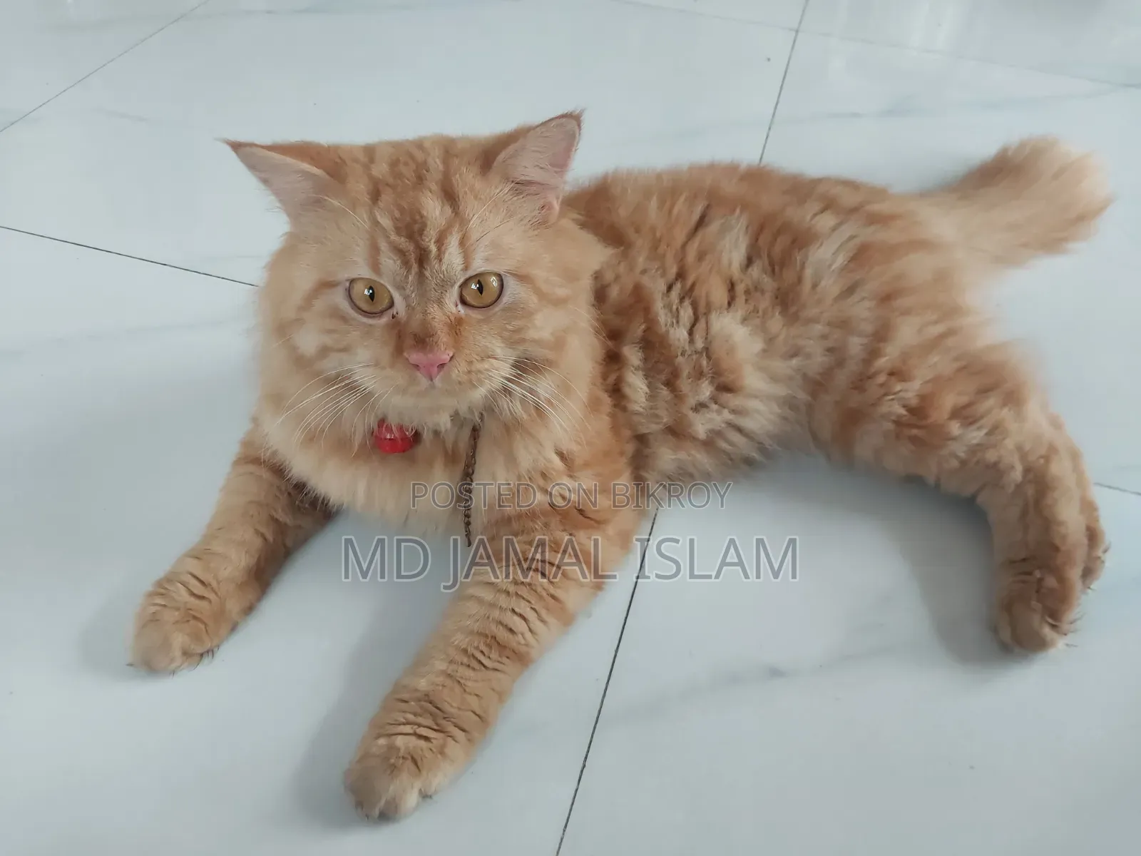 1+ Year Male Purebred Persian