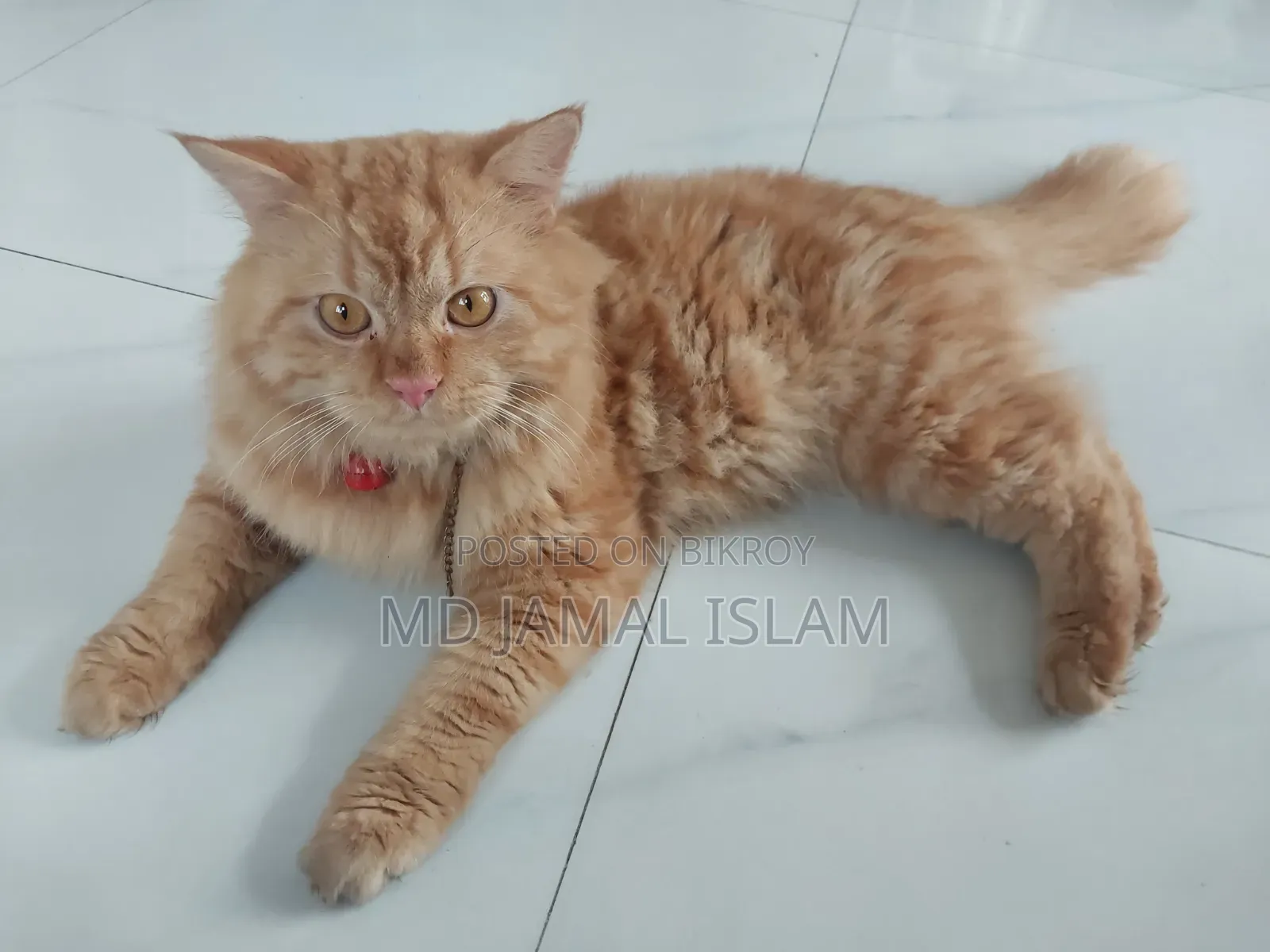 1+ Year Male Purebred Persian