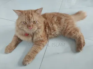 1+ Year Male Purebred Persian