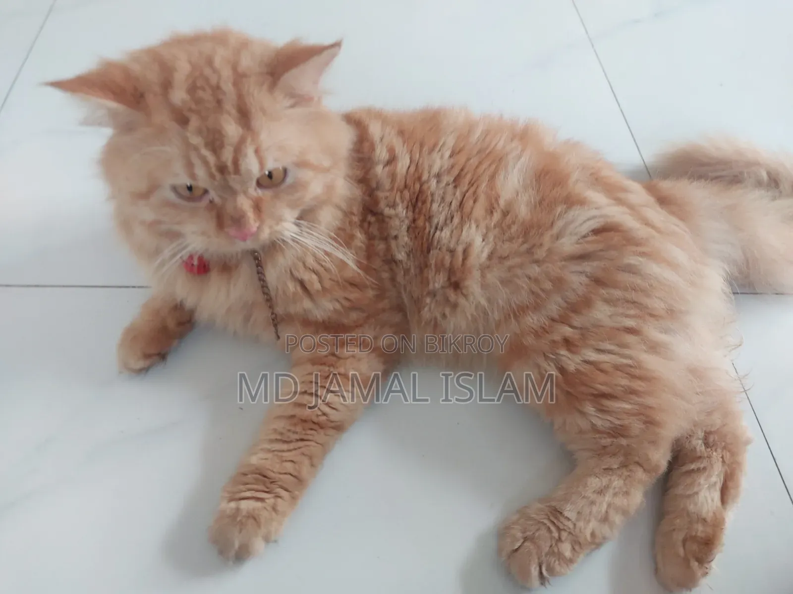 1+ Year Male Purebred Persian