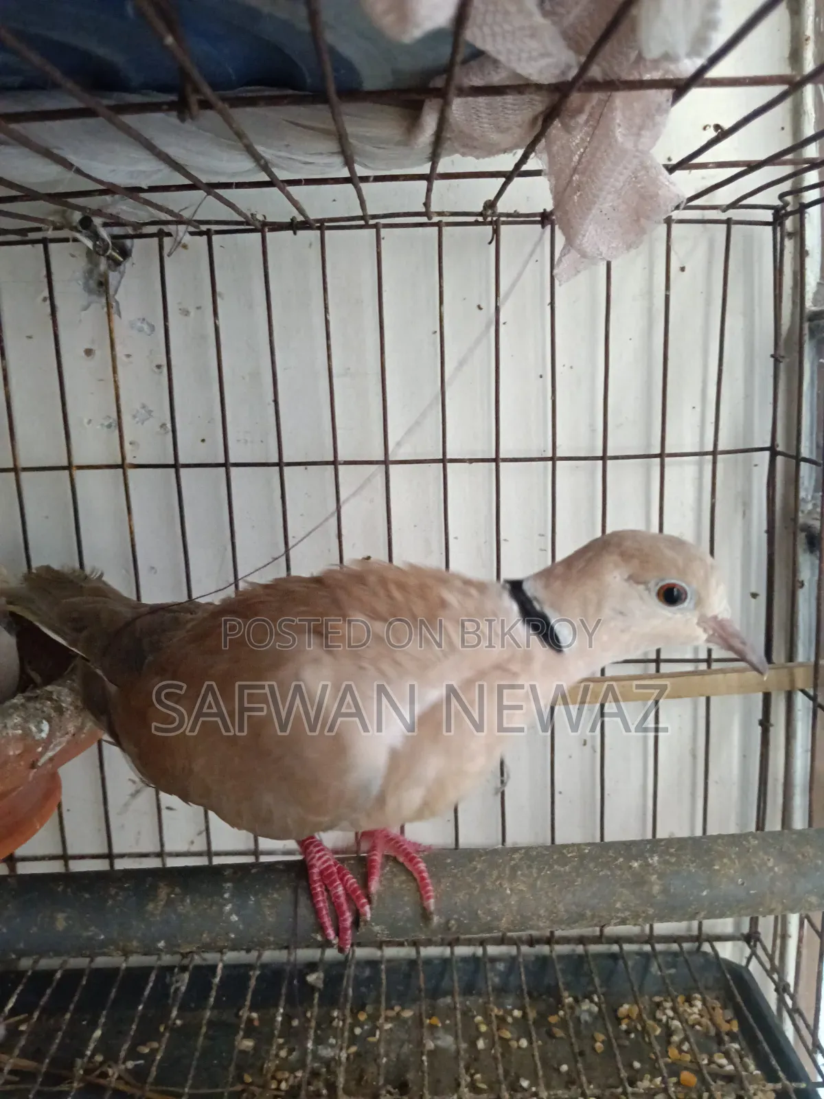 Gugu Bird for Sale