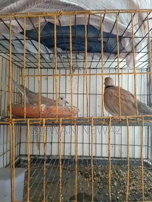 Gugu Bird for Sale