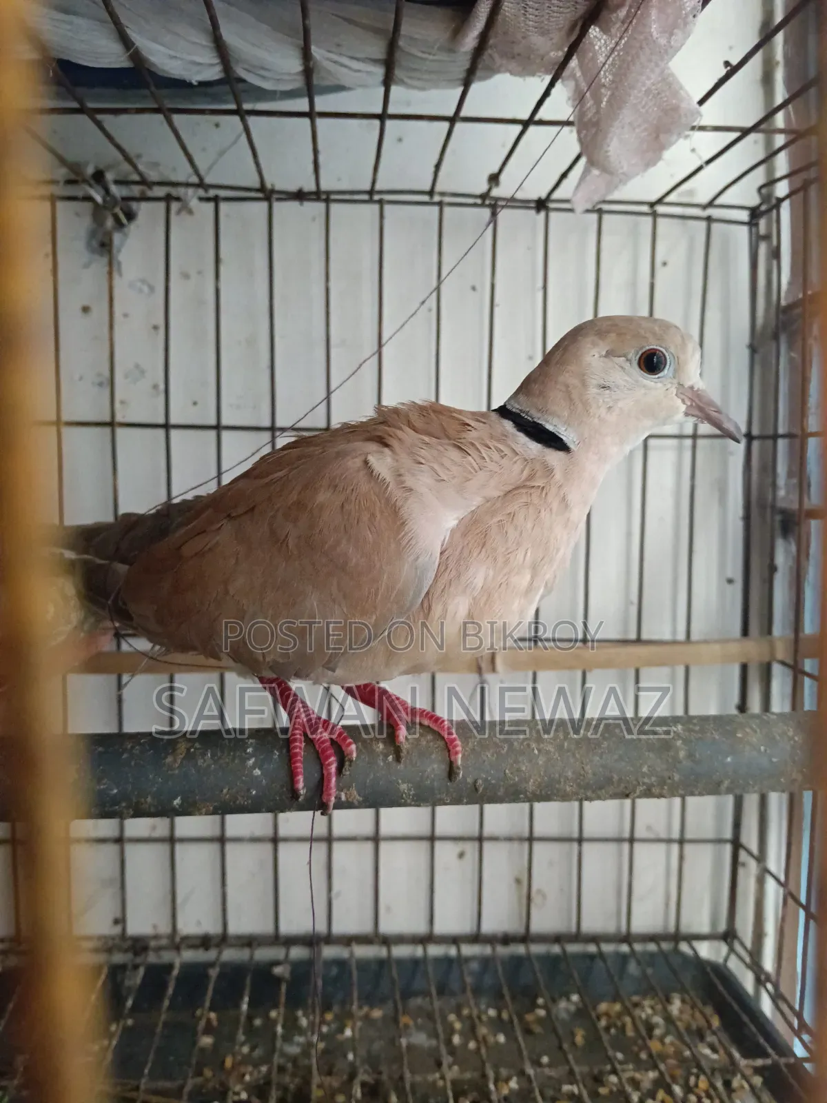 Gugu Bird for Sale