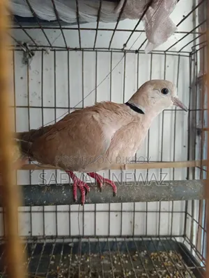 Gugu Bird for Sale