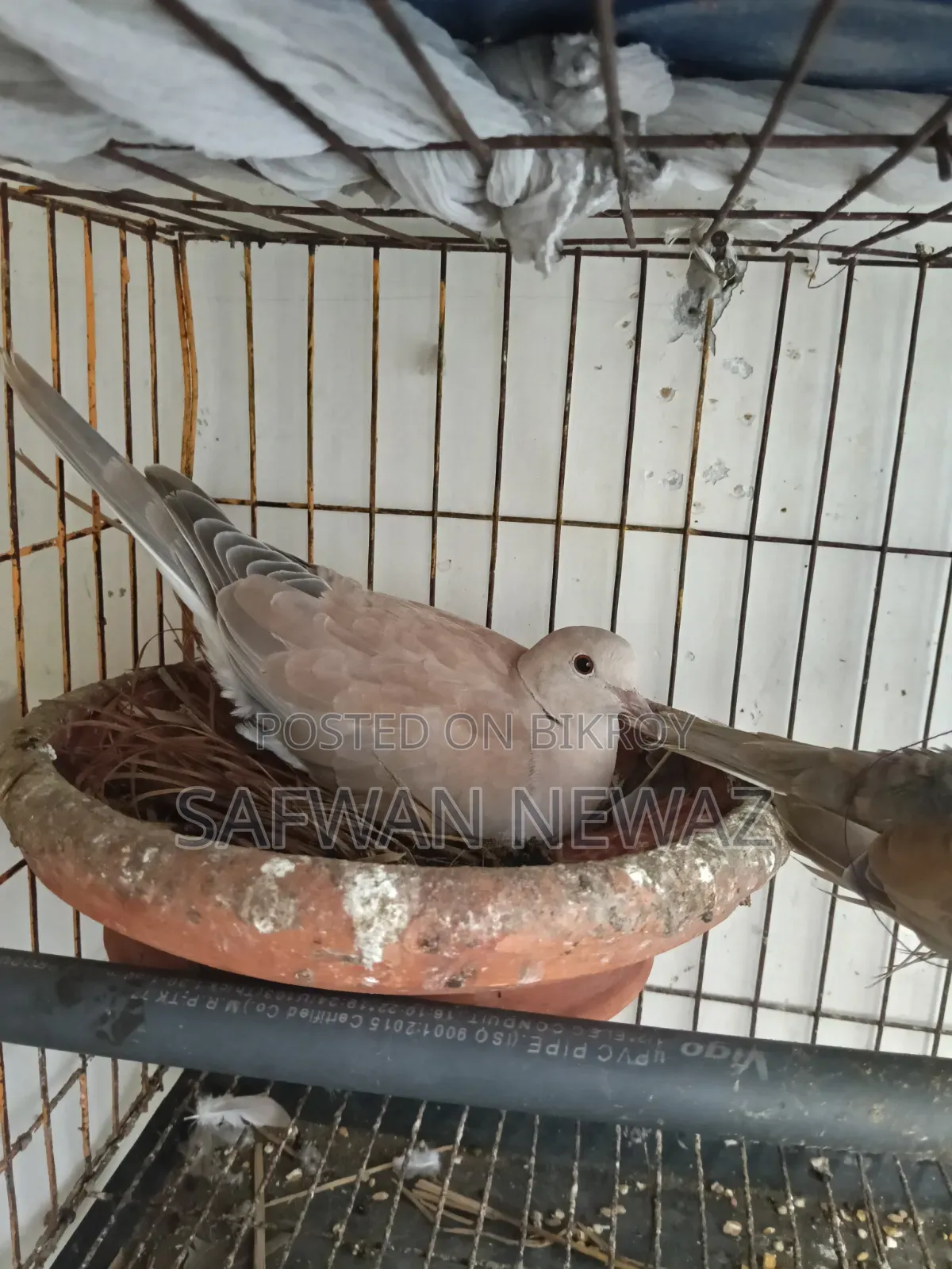 Gugu Bird for Sale