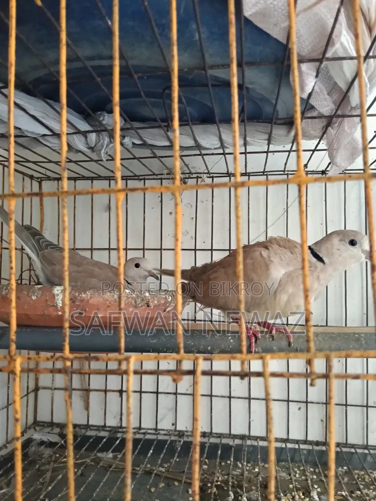 Gugu Bird for Sale