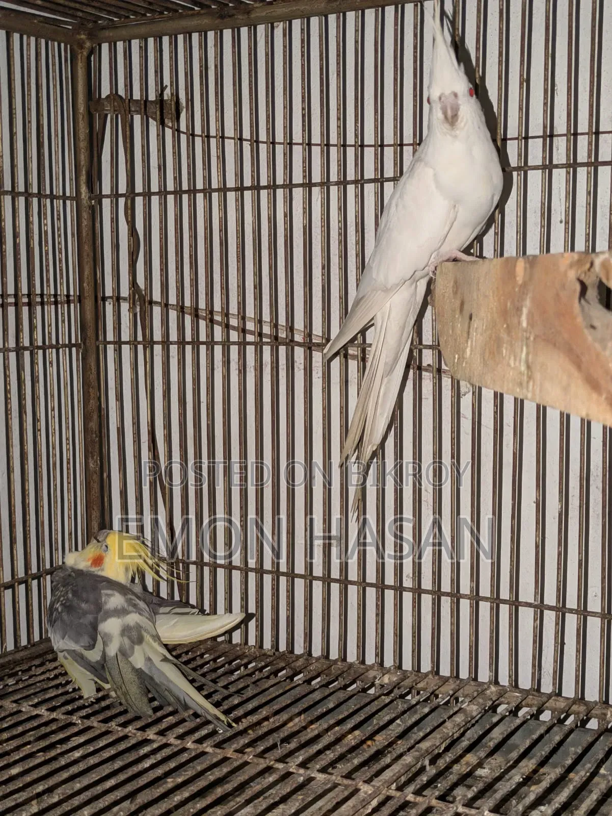 Cockatiel Female