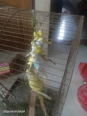 Budgerigar birds for sale