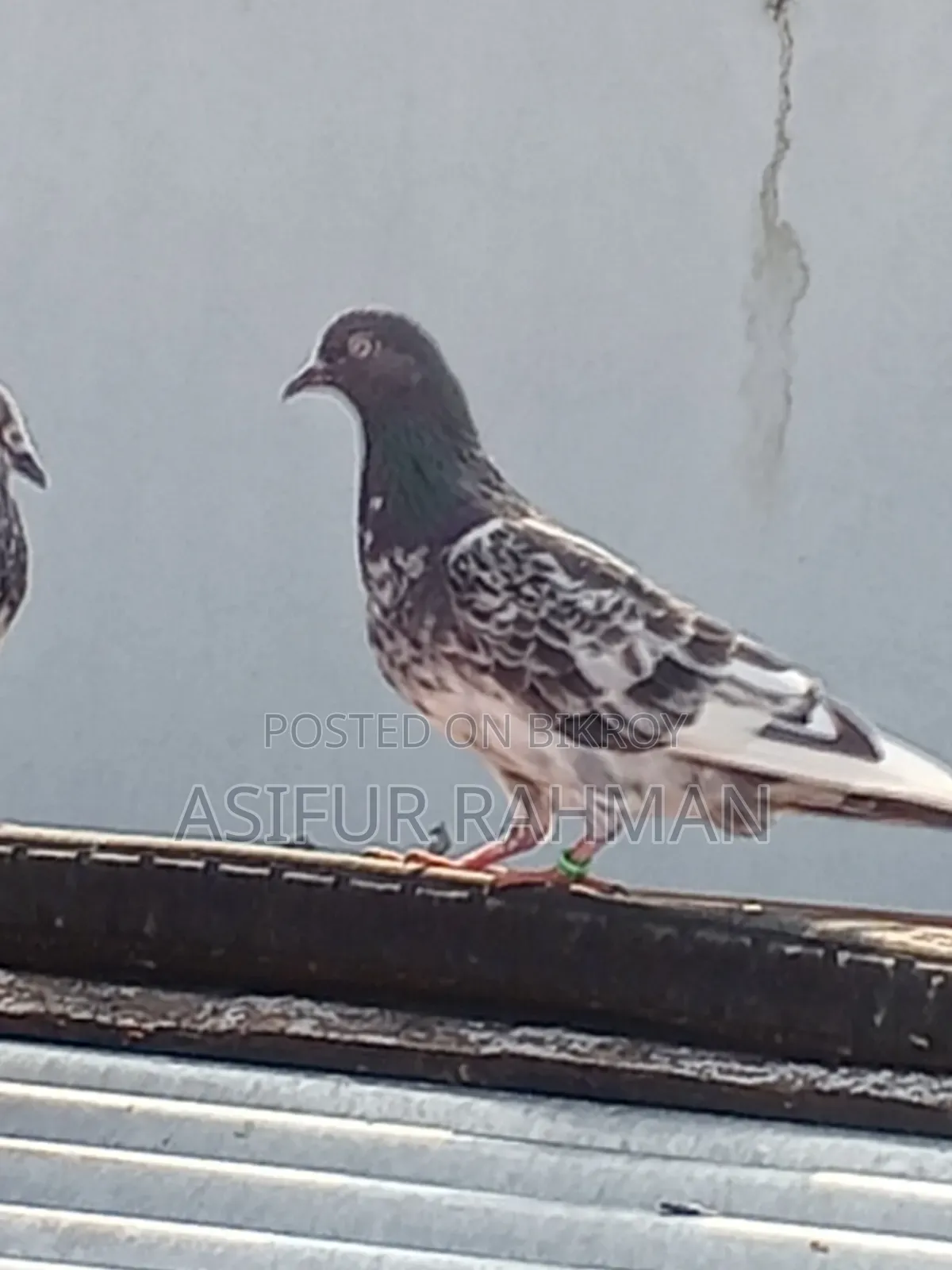 Royal Teddy female and large white Raj Gola male