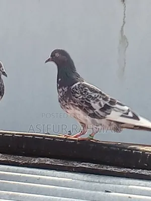 Royal Teddy female and large white Raj Gola male