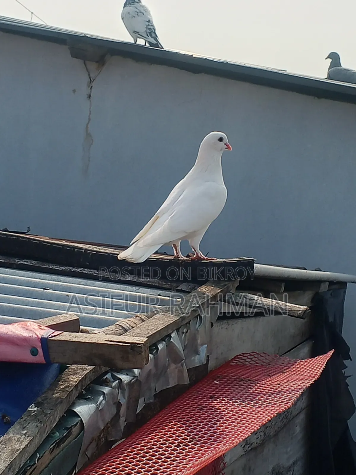 Royal Teddy female and large white Raj Gola male