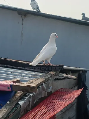 Royal Teddy female and large white Raj Gola male