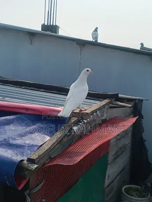 Royal Teddy female and large white Raj Gola male
