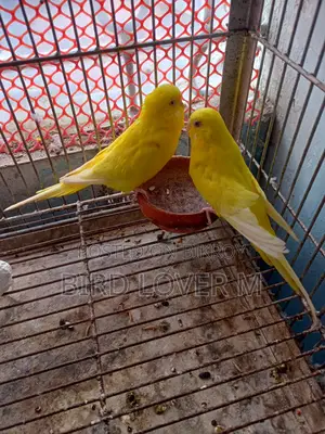Banglish Size Lutino Budgerigar