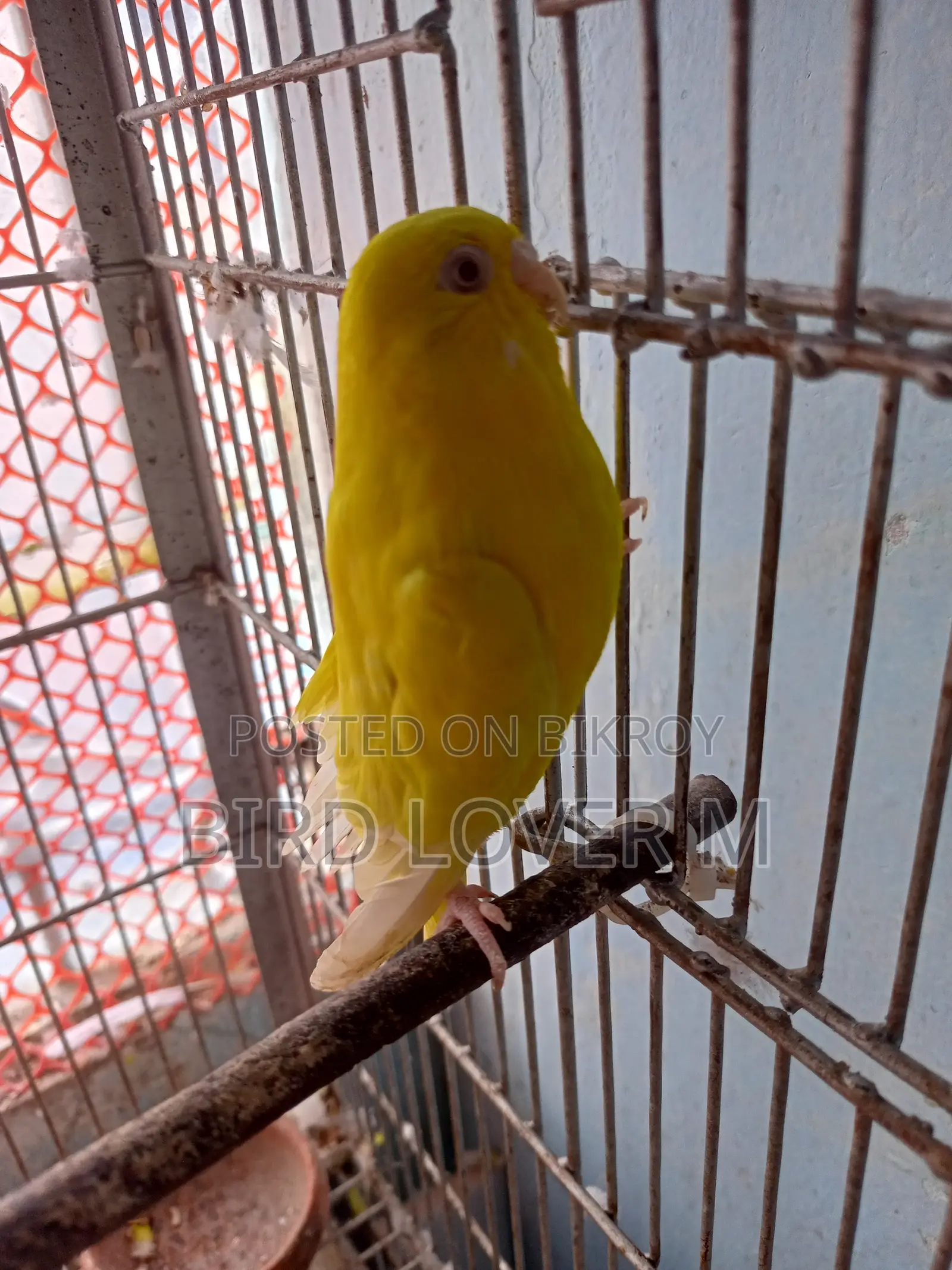 Banglish Size Lutino Budgerigar
