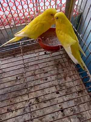 Banglish Size Lutino Budgerigar