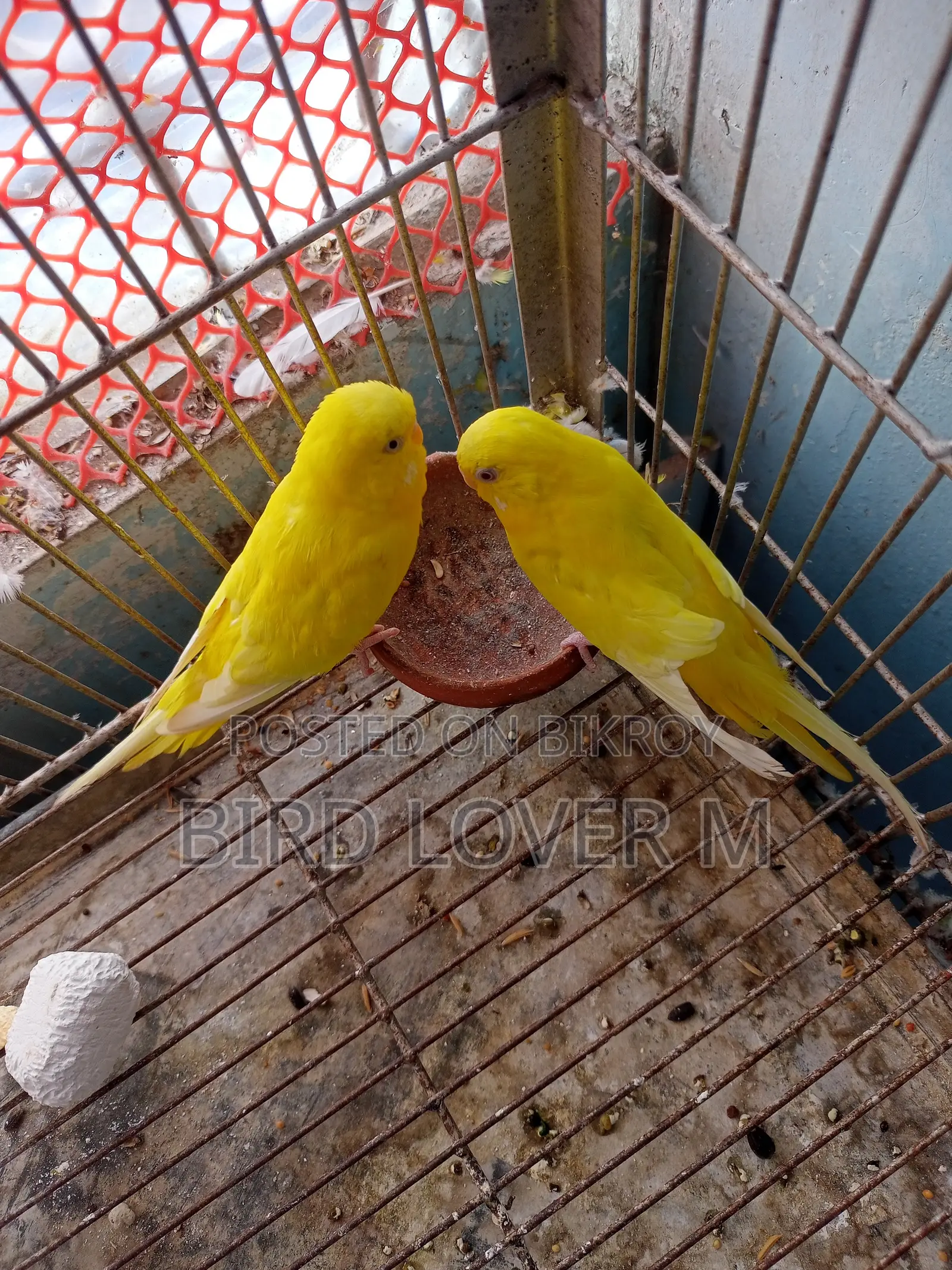 Banglish Size Lutino Budgerigar