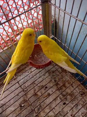 Banglish Size Lutino Budgerigar