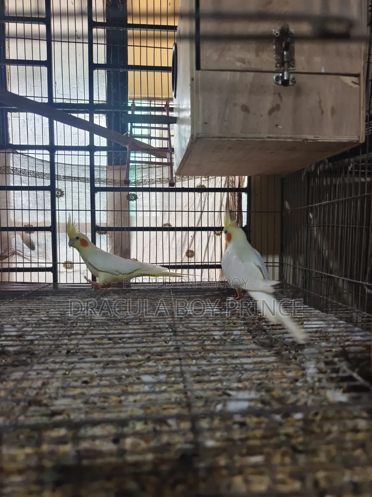 Lutino Cockatiel