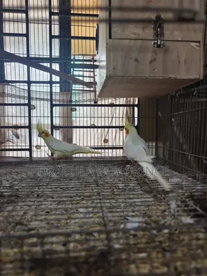 Lutino Cockatiel