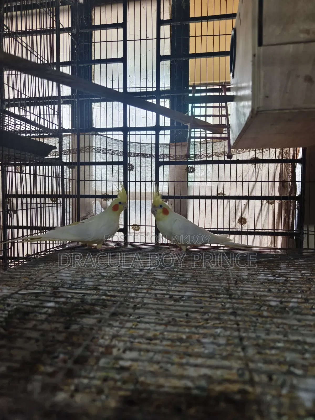 Lutino Cockatiel