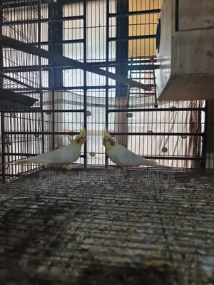 Lutino Cockatiel