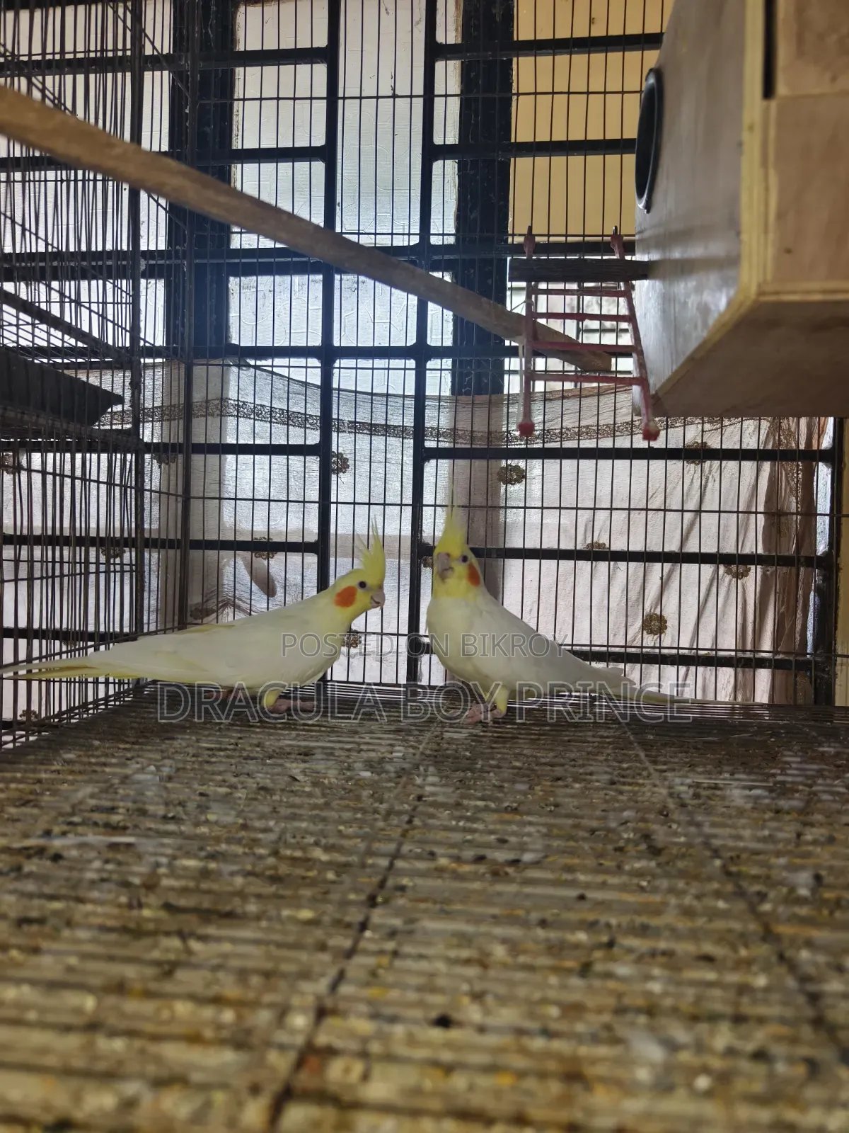 Lutino Cockatiel