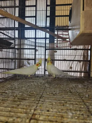 Lutino Cockatiel