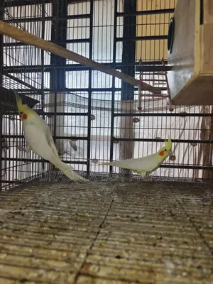 Lutino Cockatiel